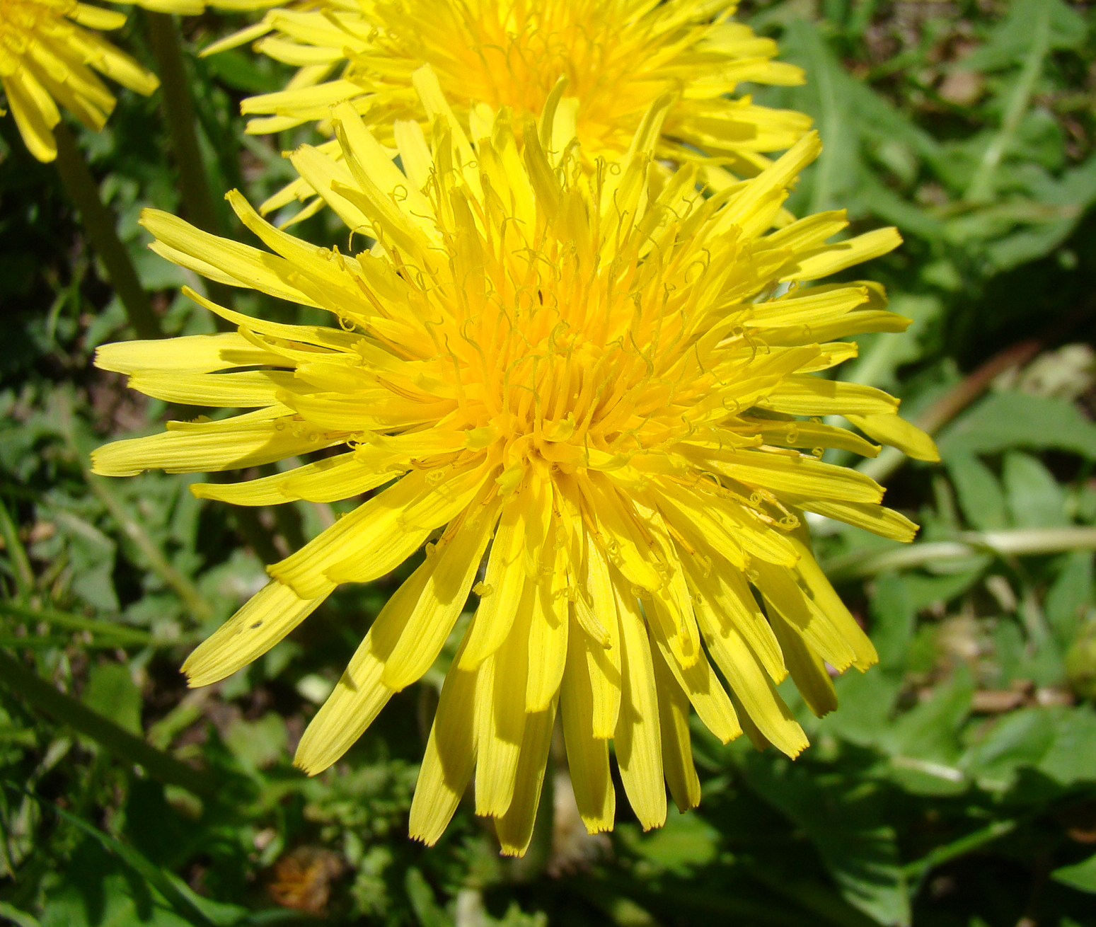 ＊タンポポ＊ページ 跡見群芳譜(野草譜 タンポポ)